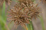 Fuzzy flatsedge